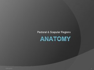 Pectoral Scapular Regions ANATOMY 28012013 1 What is