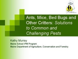 Ants Mice Bed Bugs and Other Critters Solutions