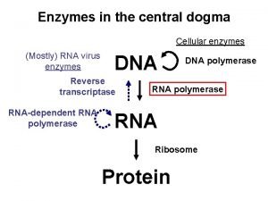 Enzymes involved in central dogma