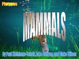 Subclasses of mammalia