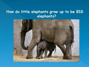 How do little elephants grow up to be big elephants