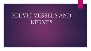 PELVIC VESSELS AND NERVES Introduction Definition Pelvis means