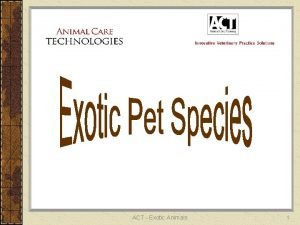 ACT Exotic Animals 1 Exotic Pets Exotic animals