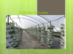 Cultivos verticales Que es un cultivo vertical Una