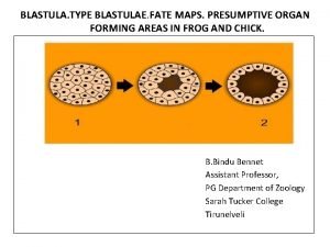 Fate map of blastula of frog