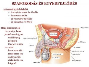 SZAPORODS S EGYEDFEJLDS az ivarmirigyek feladatai ivarsejttermels s