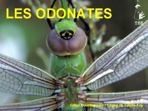 LES ODONATES TBE Gilles Bourbonnais Cgep de SainteFoy