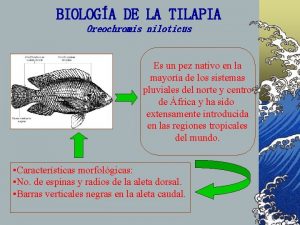 Biologia de la tilapia