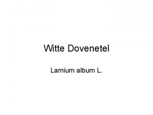 Witte Dovenetel Lamium album L 1 WITTE DOVENETEL