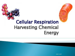 Cellular Respiration Harvesting Chemical Energy 2006 2007 Cellular Cellular Respiration Harvesting Chemical Energy 2006 2007 Cellular