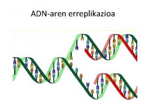 ADNaren erreplikazioa ADNaren erreplikazioa ADNak erreplikatzeko kopiak egiteko