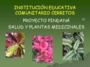 INSTITUCIN EDUCATIVA COMUNITARIO CERRITOS PROYECTO PINDAN SALUD Y