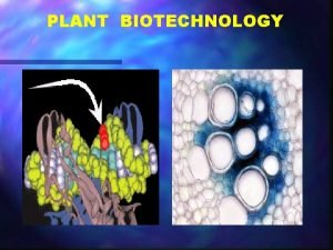 PLANT BIOTECHNOLOGY Biotechnology A collection of technologies The