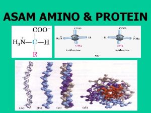 ASAM AMINO PROTEIN Unit dasar struktur protein Asam