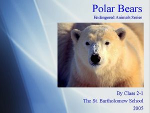 Polar Bears Endangered Animals Series By Class 2