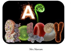 Welcome to AP Biology Mrs Marcum Big Idea