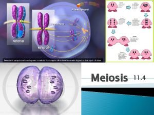 Meiosis 11 4 Homologous Chromosomes Homologous chromosomes pairs