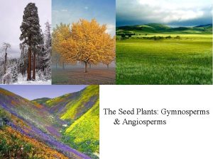 The Seed Plants Gymnosperms Angiosperms Last day evolution