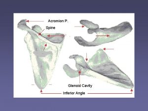 Acromion