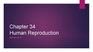 Chapter 34 Human Reproduction REAVES 16 17 34