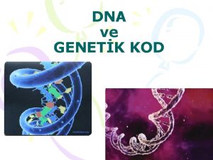 DNA ve GENETK KOD Kromozomlarn ierisinde DNAlar yer