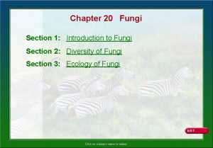 Chapter 20 section 1 characteristics of fungi