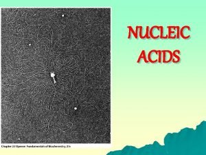 NUCLEIC ACIDS OBJECTIVES Identify recognize nucleic acid u