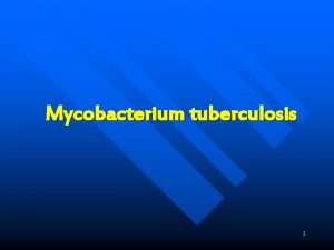 Mycobacterium tuberculosis 1 Introduction MYCOBACTERIA They are slender