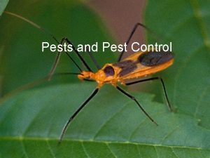 Pests and Pest Control Pests Any troublesome destructive