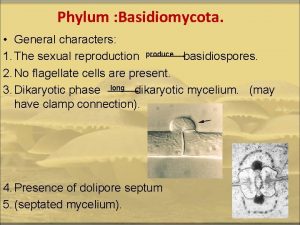 Basidiomycetes reproduction
