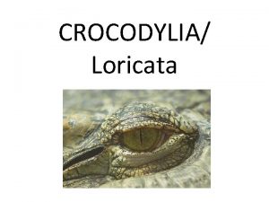 CROCODYLIA Loricata Karakteristik Reptil yang berukuran paling besar