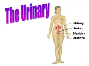 Urinary System Kidney Ureter Bladder Urethra 1 Objectives