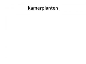 Kamerbamboe