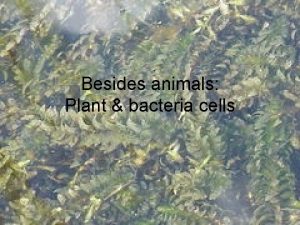 Besides animals Plant bacteria cells Prokaryotes Prokaryotes Bacteria
