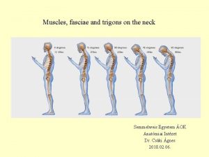 Infrahyoid muscles