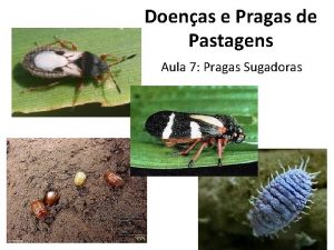 Blissus leucopterus portugal