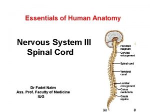 Spinal meninges and associated structures