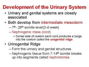 Development of the Urinary System Urinary and genital