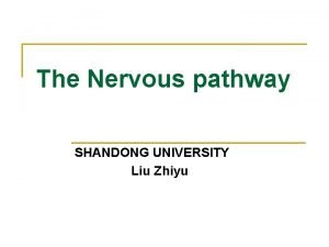 The Nervous pathway SHANDONG UNIVERSITY Liu Zhiyu Conscious