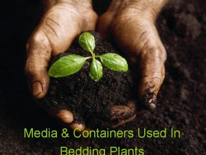 Media Containers Used In Bedding Plant Media Mediamaterials