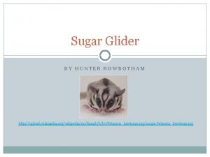 Sugar Glider BY HUNTER ROWBOTHAM http upload wikimedia