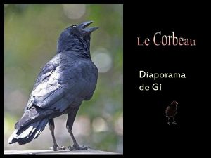 Diaporama de Gi Les corbeaux sont des animaux