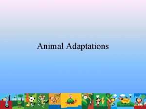 Animal Adaptations What is ecology The study of