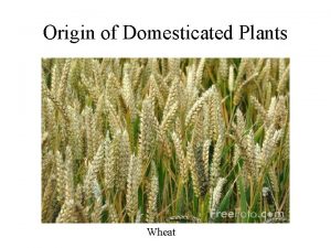 Origin of Domesticated Plants Wheat Plant Germ Plasm