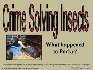 What happened to porky