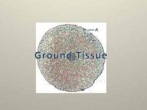 Three types of ground tissue