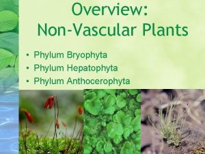 Overview NonVascular Plants Phylum Bryophyta Phylum Hepatophyta Phylum