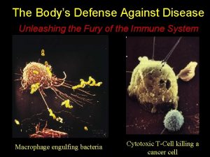 The Bodys Defense Against Disease Unleashing the Fury