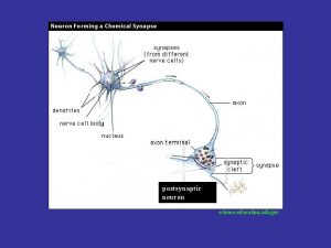 postsynaptic neuron scienceeducation nih gov Synapse axon of