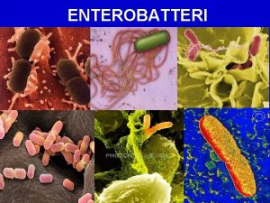 Famiglia enterobacteriaceae